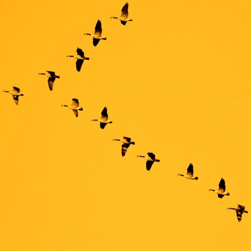 birds_yellow