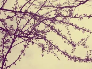 by Camdiluv ♥